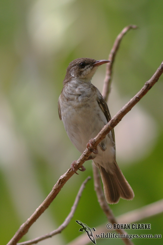 Brown-backed Honeyeater 0137.jpg