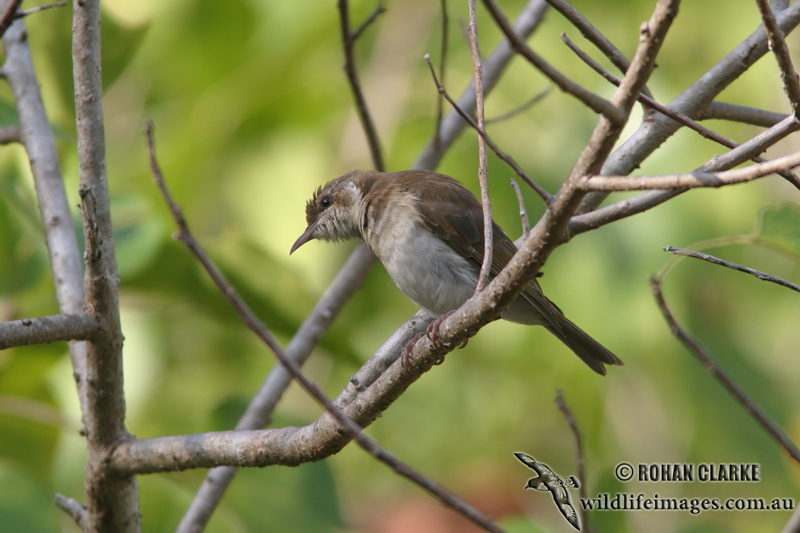 Brown-backed Honeyeater 9876.jpg
