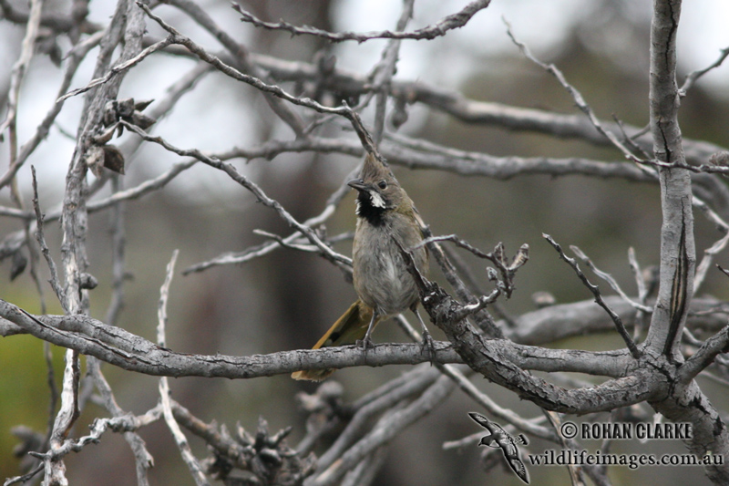 Western Whipbird 1705.jpg