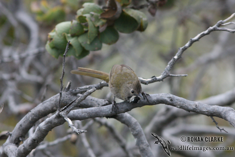 Western Whipbird 1711.jpg