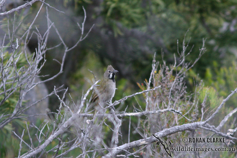 Western Whipbird 1726.jpg