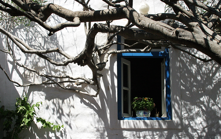 window and tree