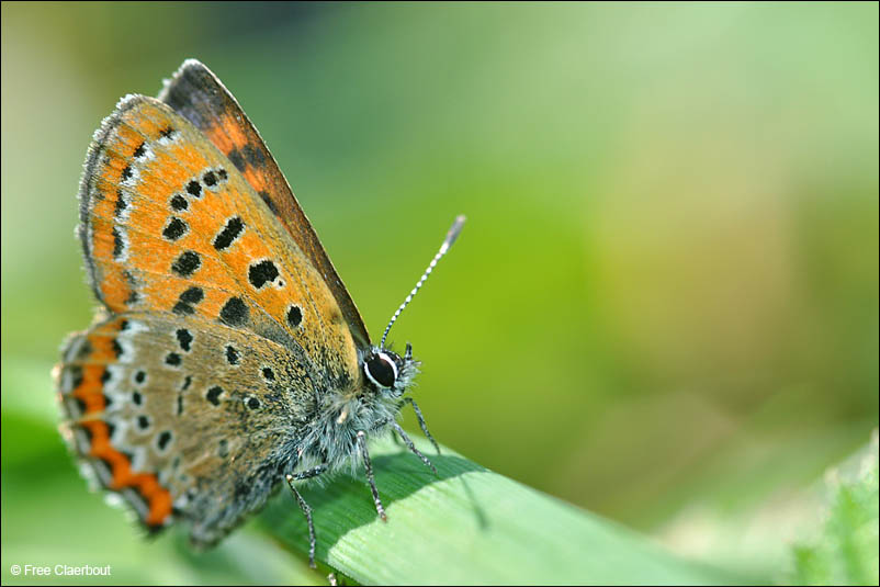 Blauwe Vuurvlinder