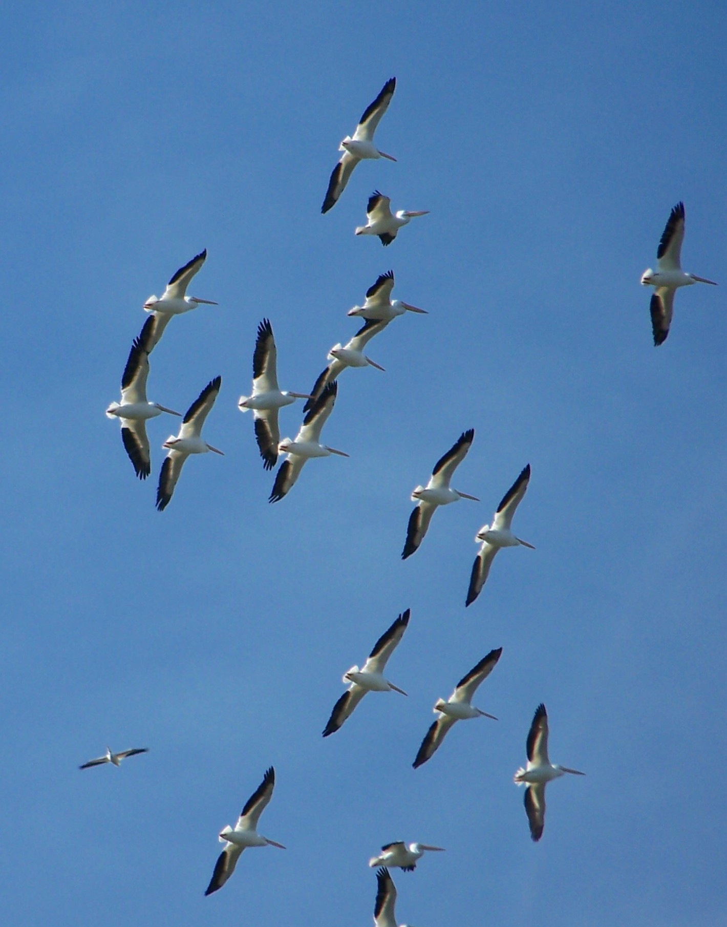 White Pellicans