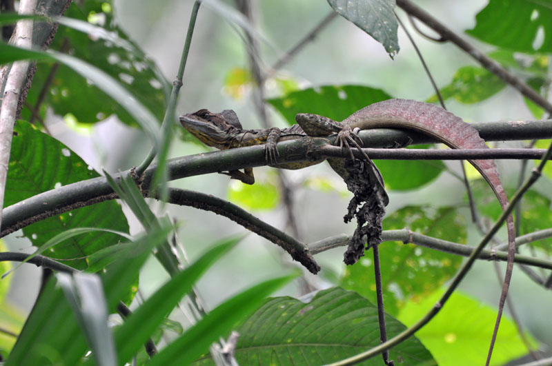 Basilisk lizard.jpg