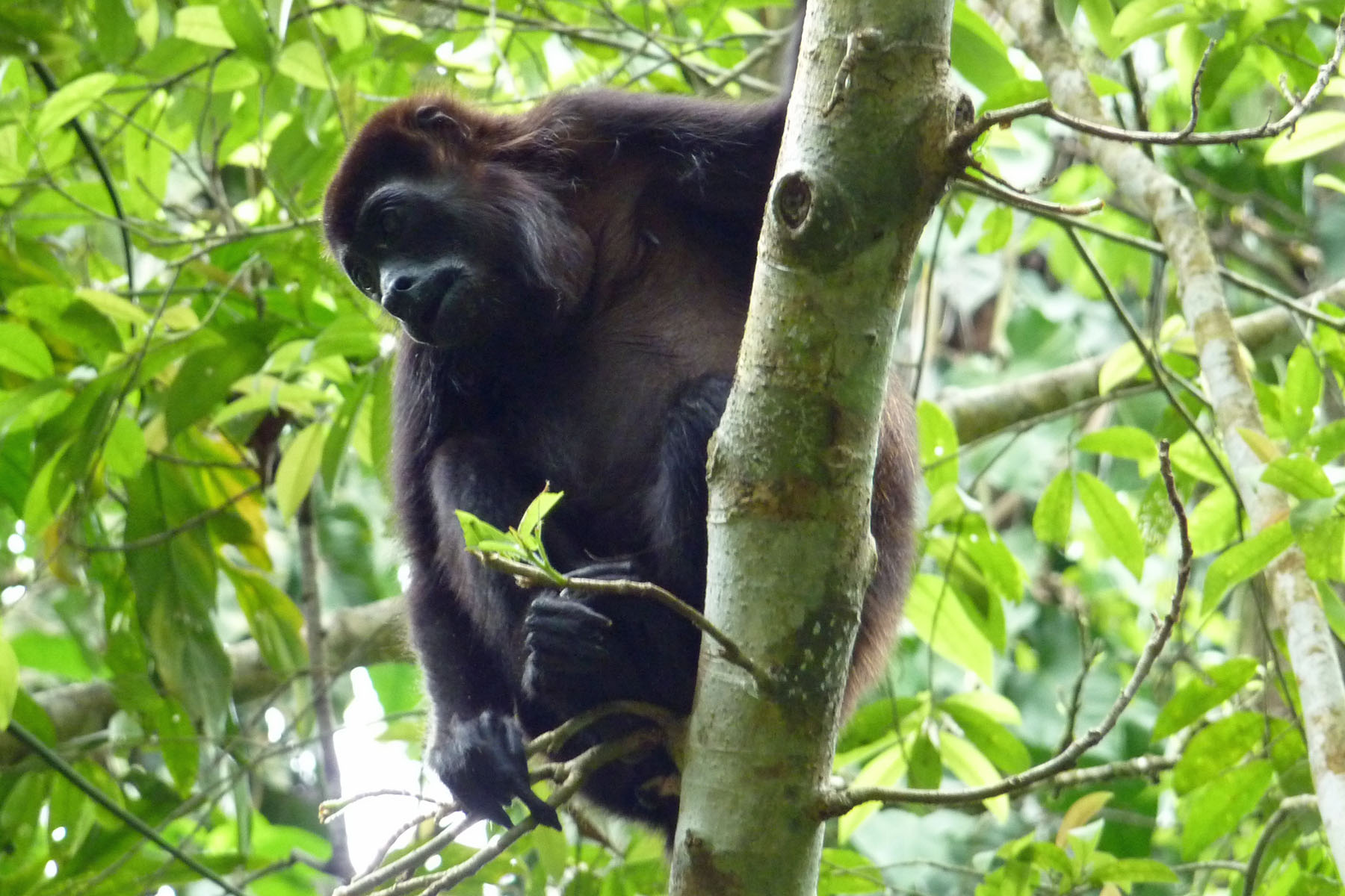 Howler monkey, Cahuita.jpg