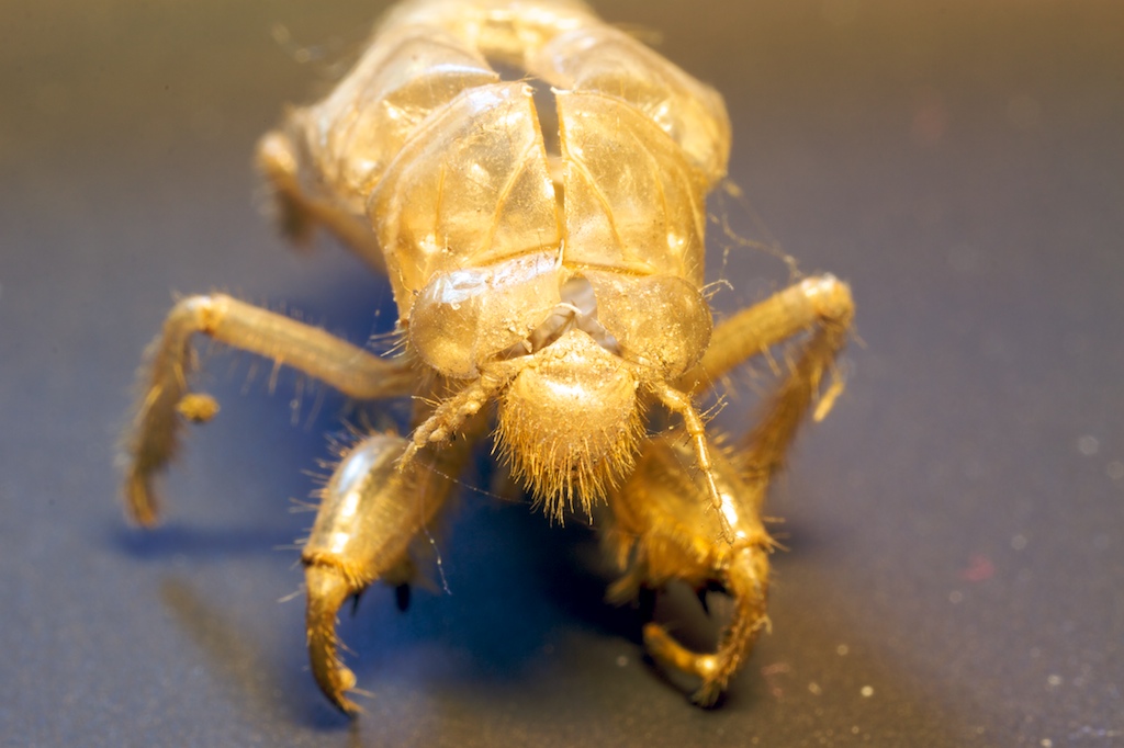 Cicada exuvia, Homoptera, Cicadidae