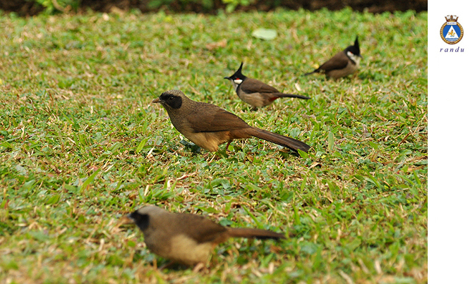 Two Masked Laughingthrush & two Red-whiskered Bulbul