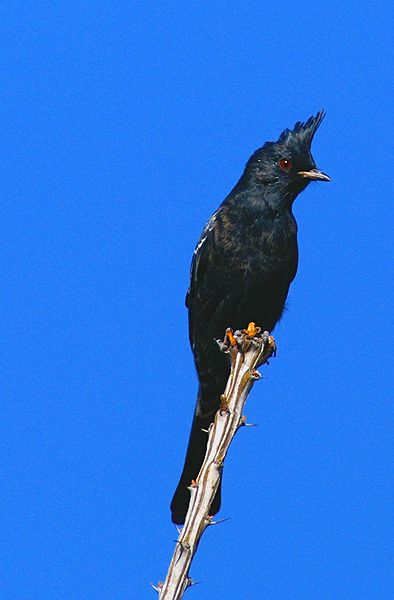 Phainopepla #1