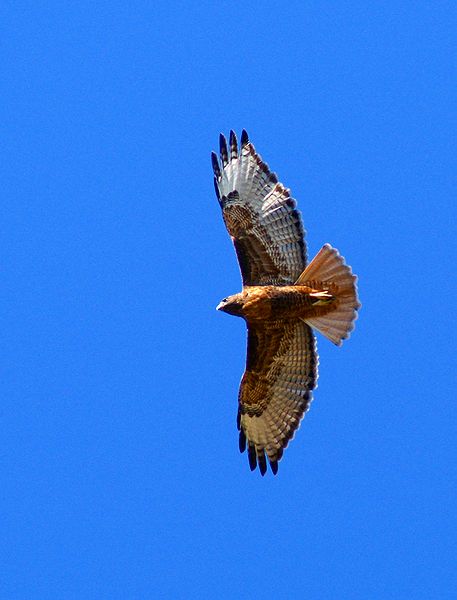 Red-tailed Hawk #2