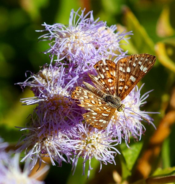 Palmers Metalmark