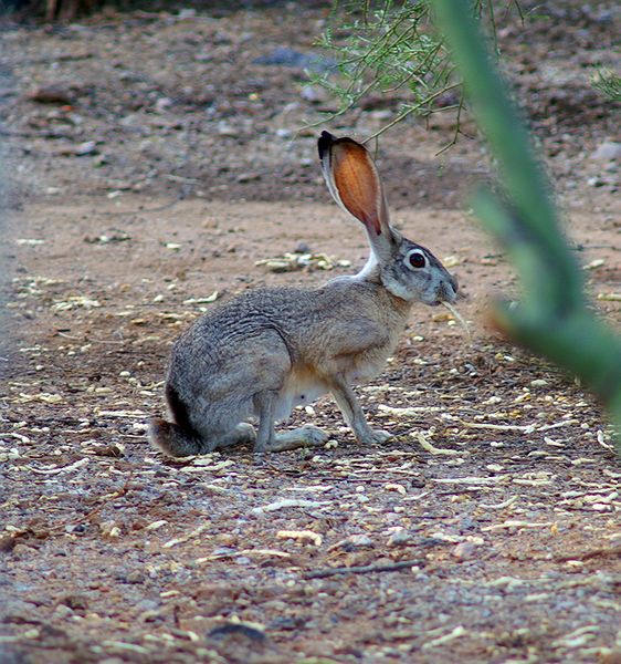 Blacktailed Jackrabbit