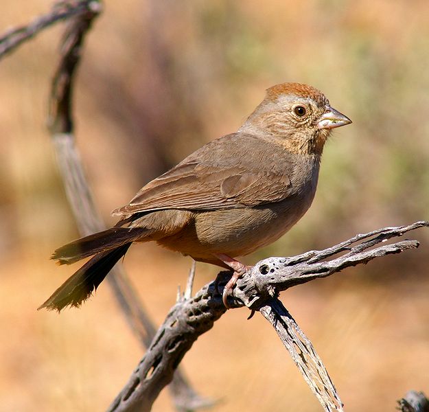 Canyon Towhee