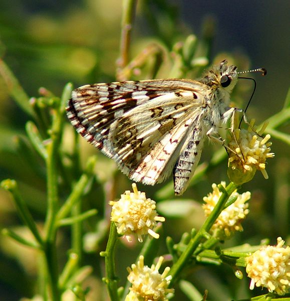 Common Checkered-Skipper