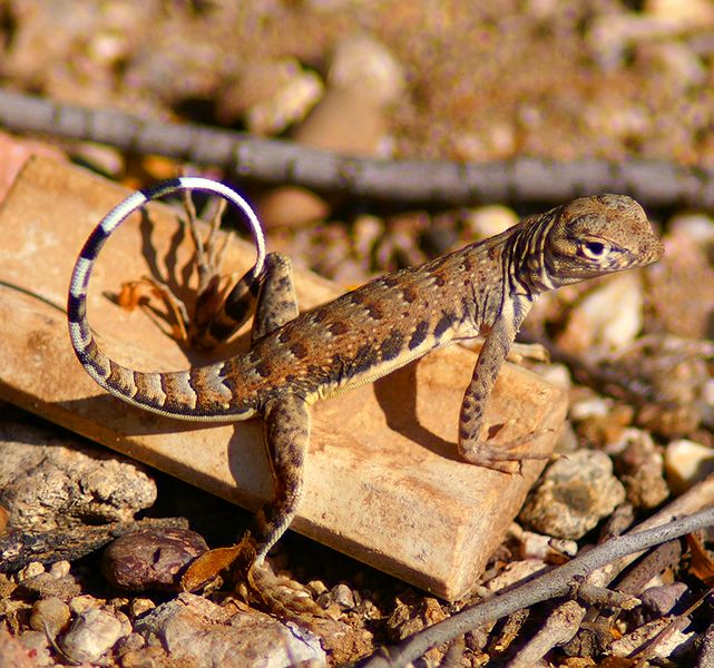 Zebra-tailed Lizard