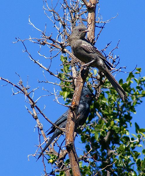 Male & Female Phainopepla