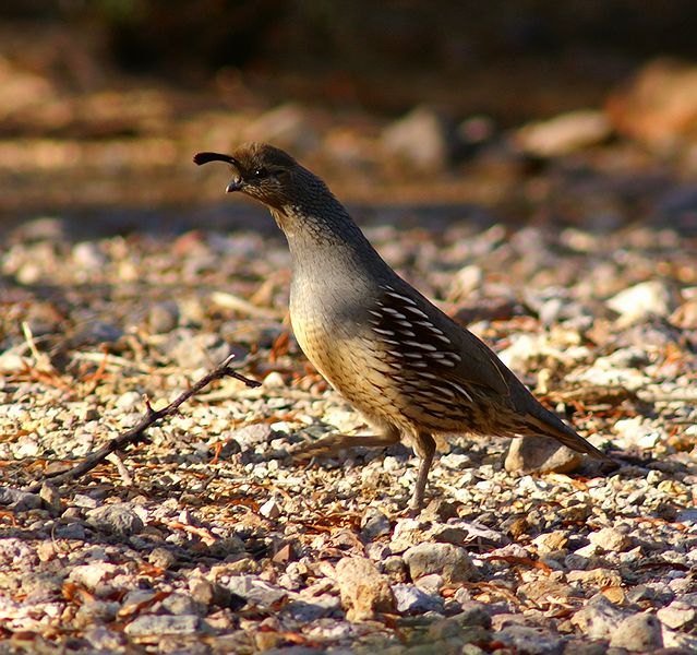 Gambels Quail at Last Light