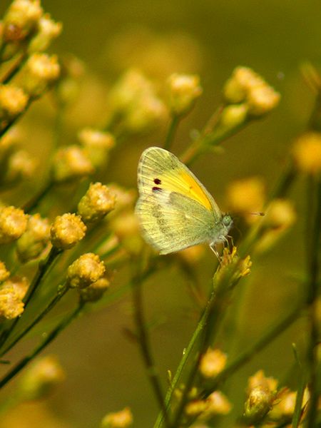 Dainty Sulfur