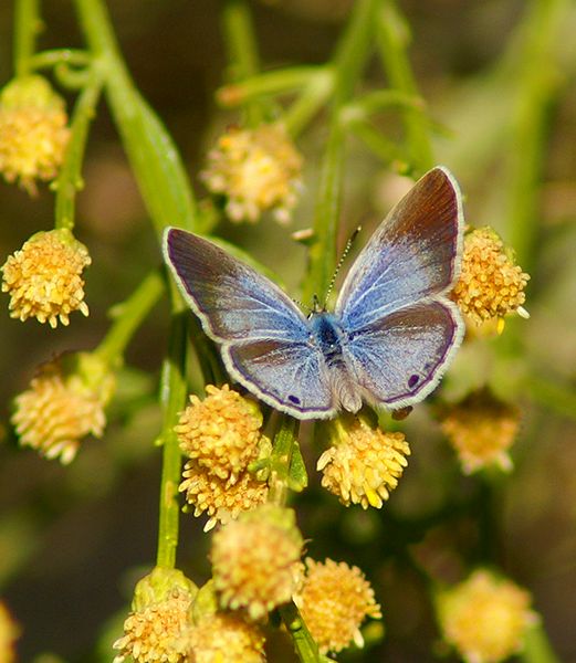 Reakirts Blue
