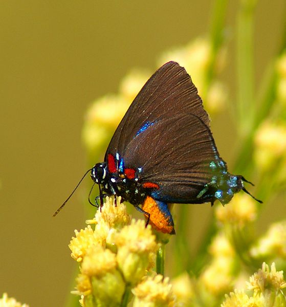 Great Blue Hairstreak