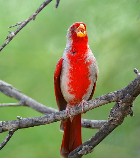 Pyrrhuloxia #2