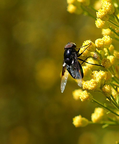 Mexican Cactus Fly