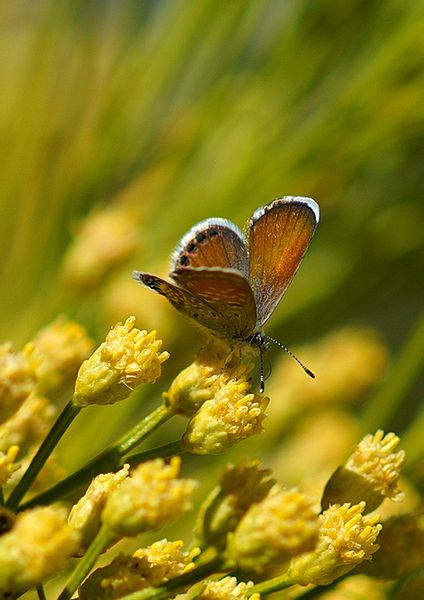 Western Pygmy-Blue