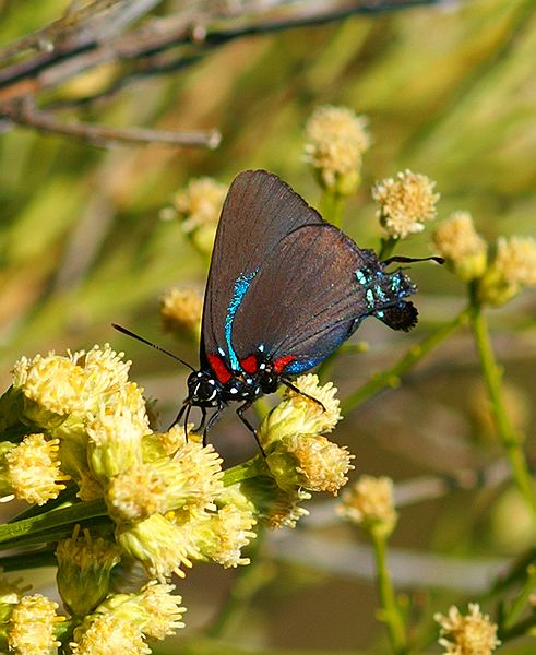 Great Blue Hairstreak