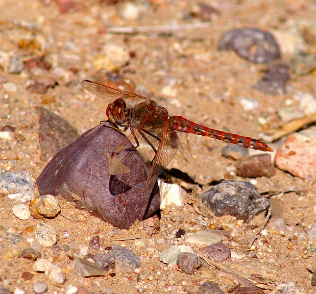 Variegated Meadowhawk