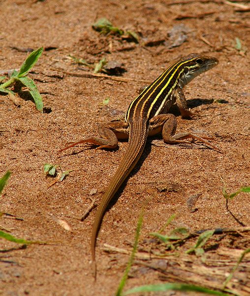 Sonoran Spotted Whiptail