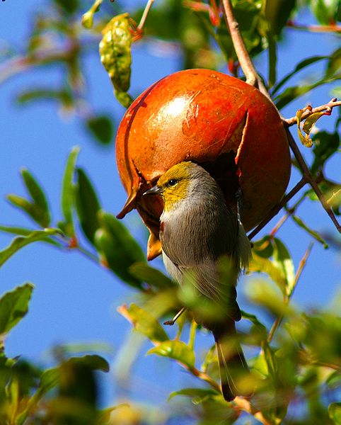 Verdin (Pomegranate Thief)