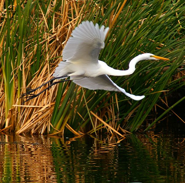 Great Egret #1