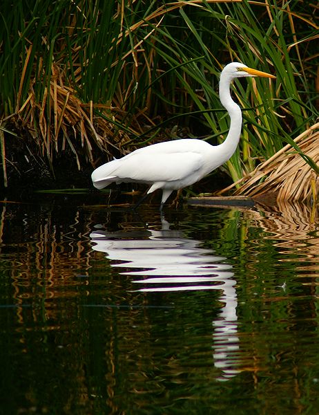 Great Egret #2