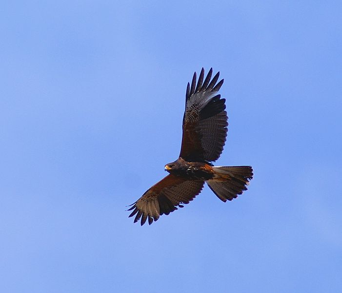 Harris Hawk