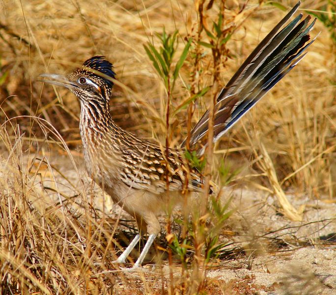 Road Runner #3