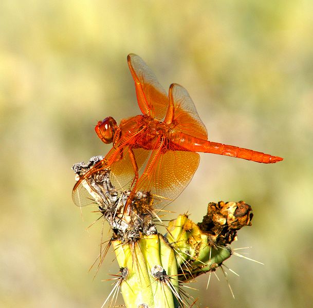 Flame Skipper #3