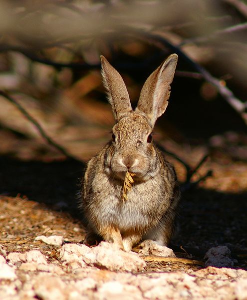 Desert Cottontail