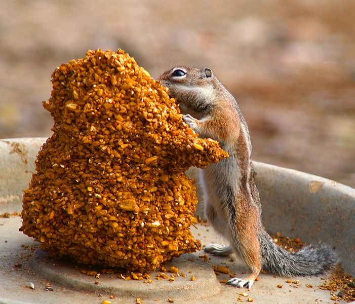 Eyes Bigger Than Stomach