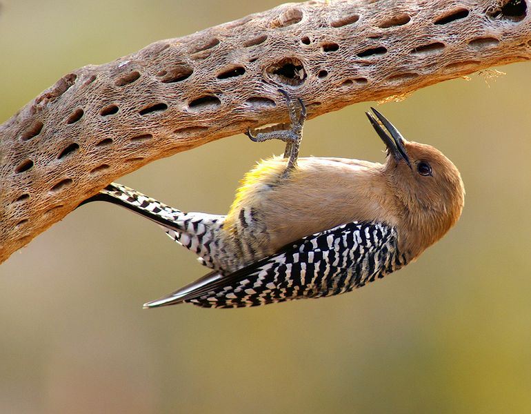 Female Gila Woodpecker