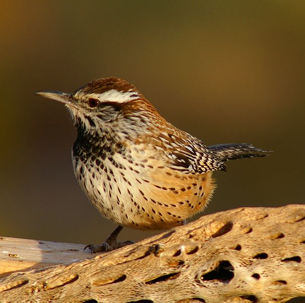 Cactus Wren