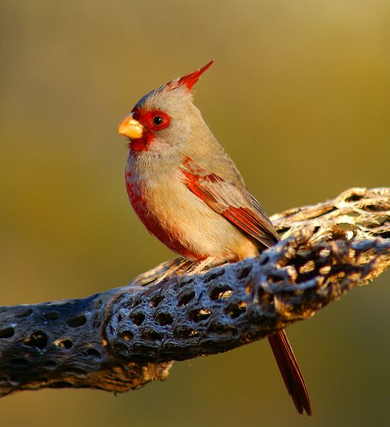 Pyrrhuloxia #4