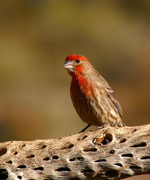 House Finch