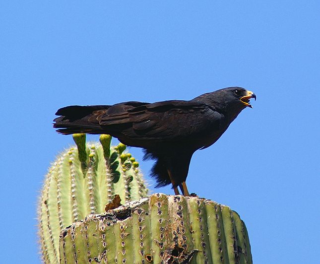 Zone Hawk