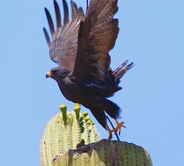 Zone Hawk #2