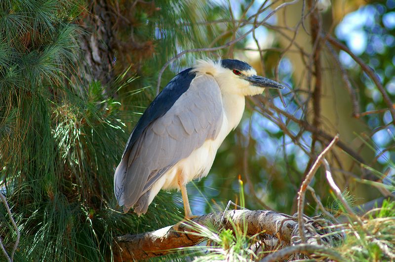 Black-crowned Night-Heron #2