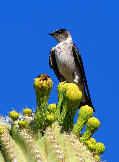 Female Tree Swallow