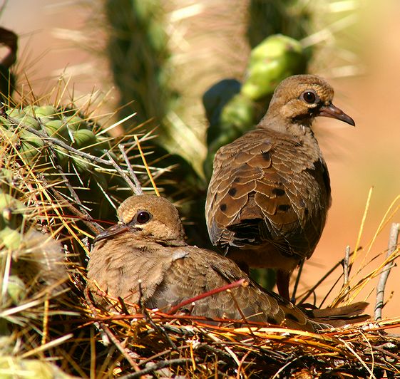Baby Morning Doves