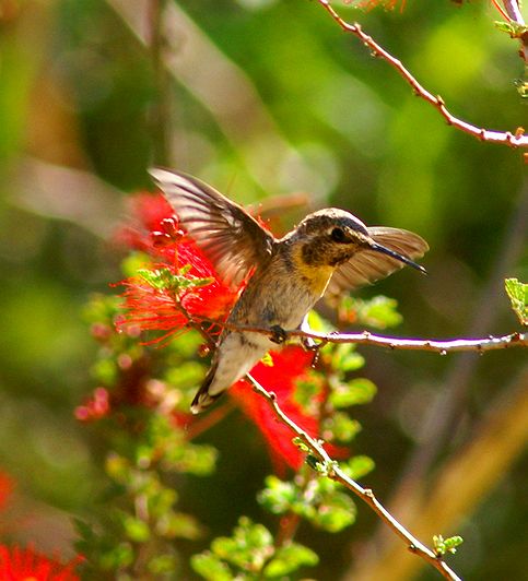 Female Ruby Throated Hummer with yellow throat