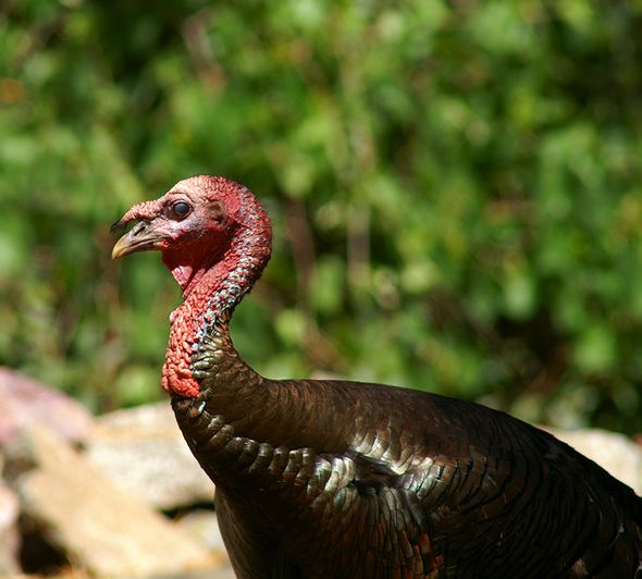 Merriams Turkey #1