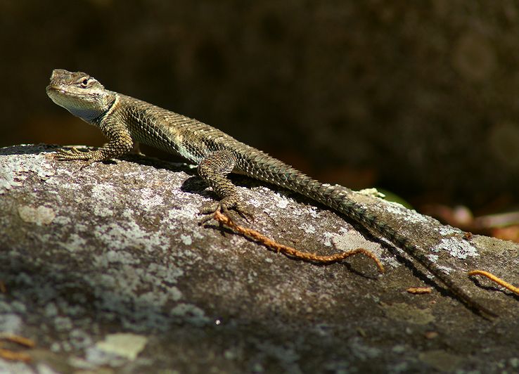 Mountain Spiney Lizard